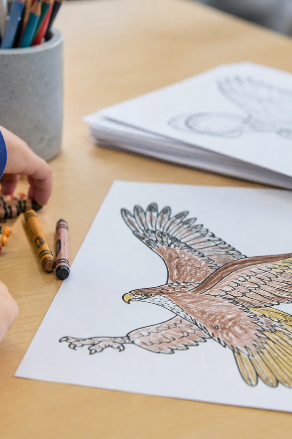 desenhos de gavião para colorir - 2