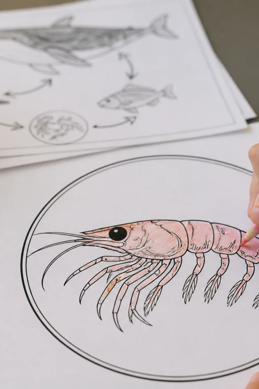 desenhos de krill para colorir - 2