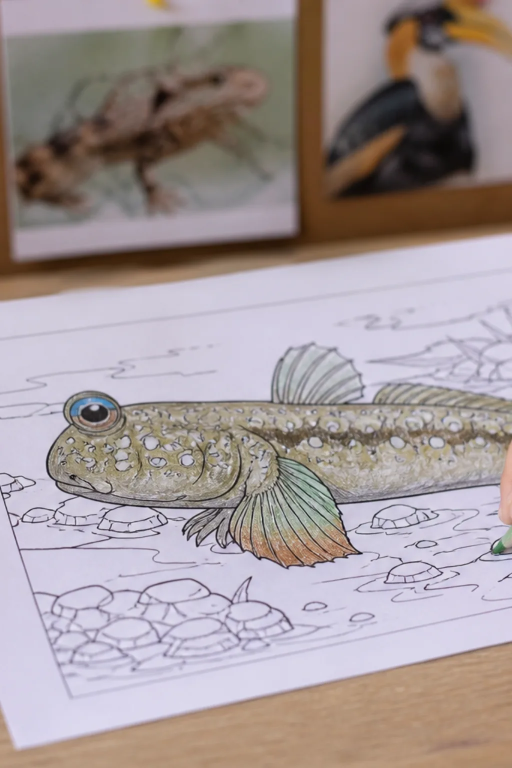 desenhos de peixe saltador-do-lodo para colorir - 2