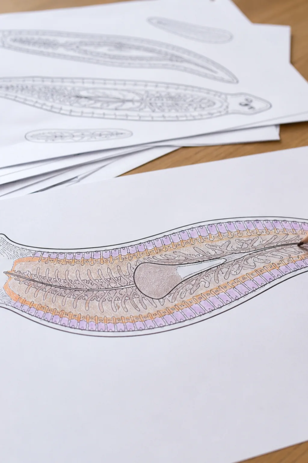 desenhos de platelmintos para colorir - 2